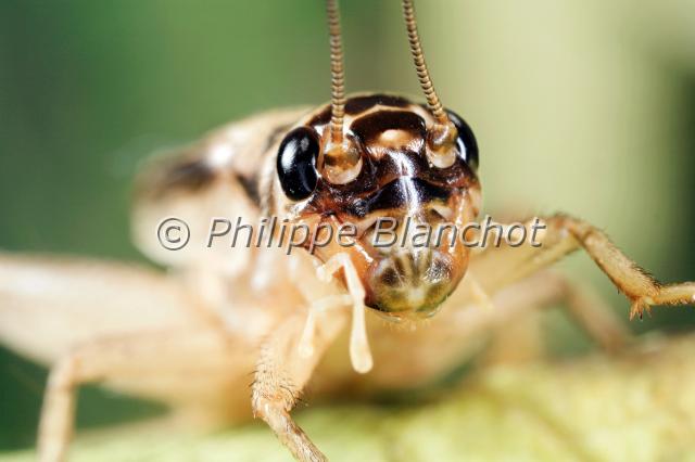 acheta domesticus.JPG - Acheta domesticusGrillon domestiqueOrthoptera, GryllidaeFrance